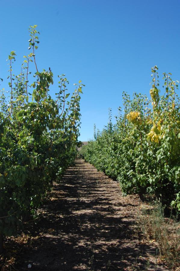 Casa Rural Consuelo Jumilla Εξωτερικό φωτογραφία