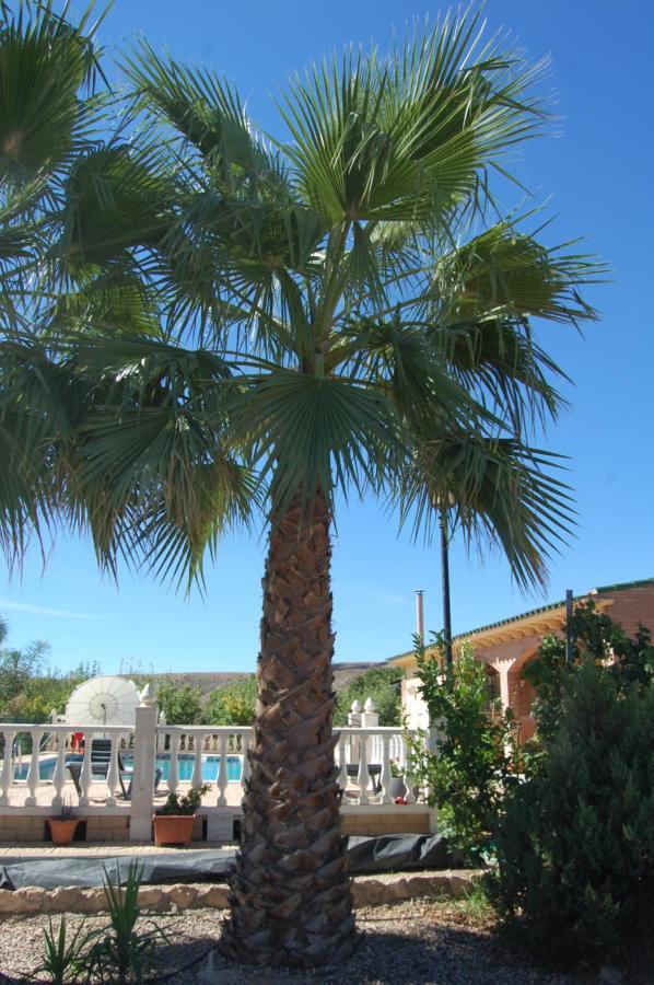 Casa Rural Consuelo Jumilla Εξωτερικό φωτογραφία